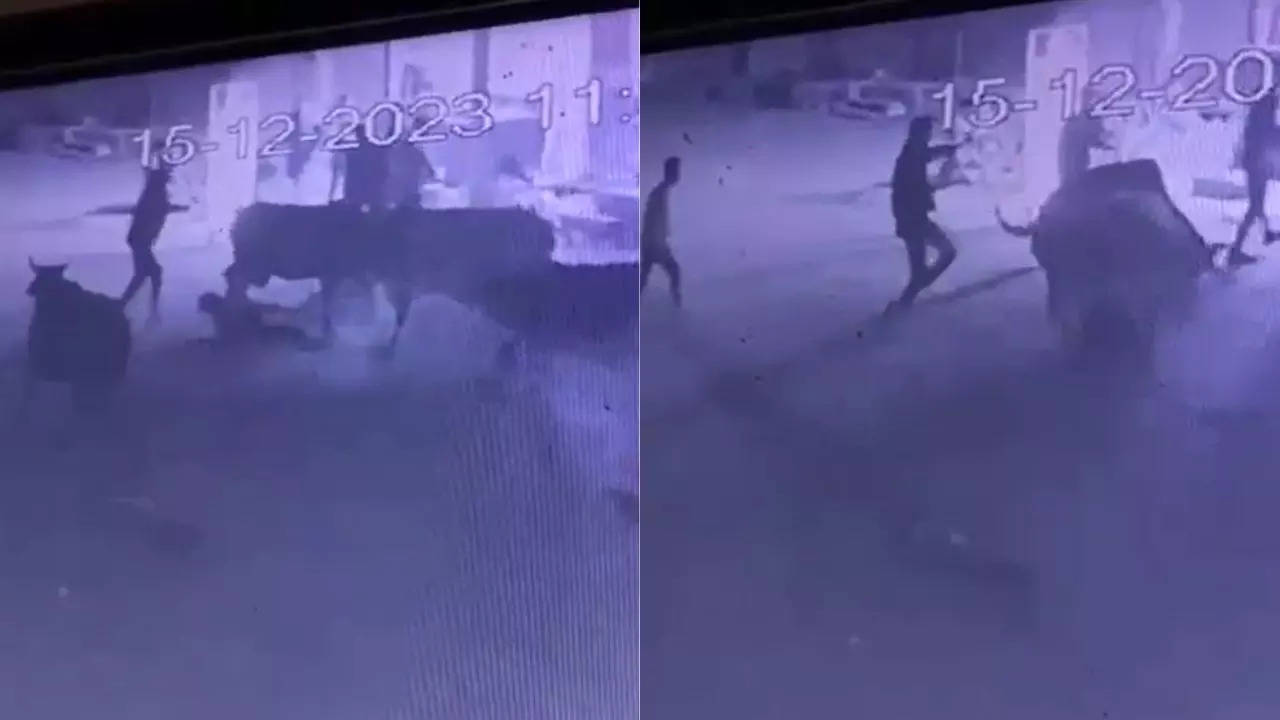 Five Bulls Attack A Minor Boy