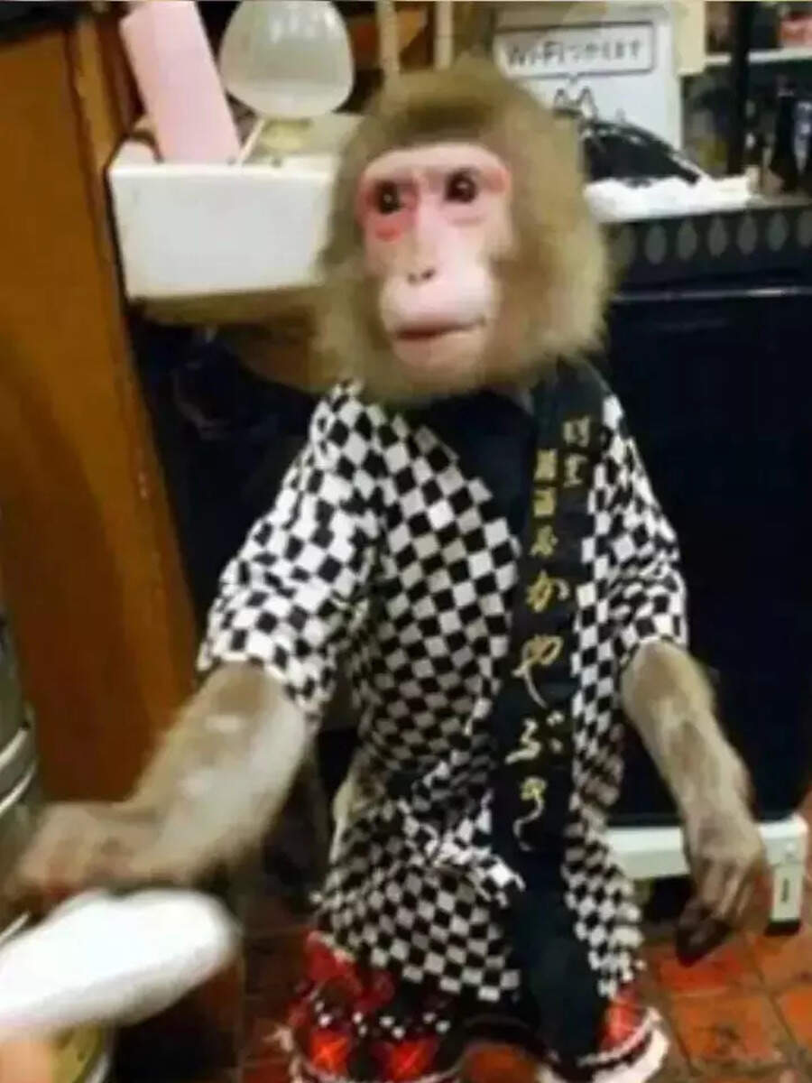 monkey work as a waiter in this japanese restaurant also gets special