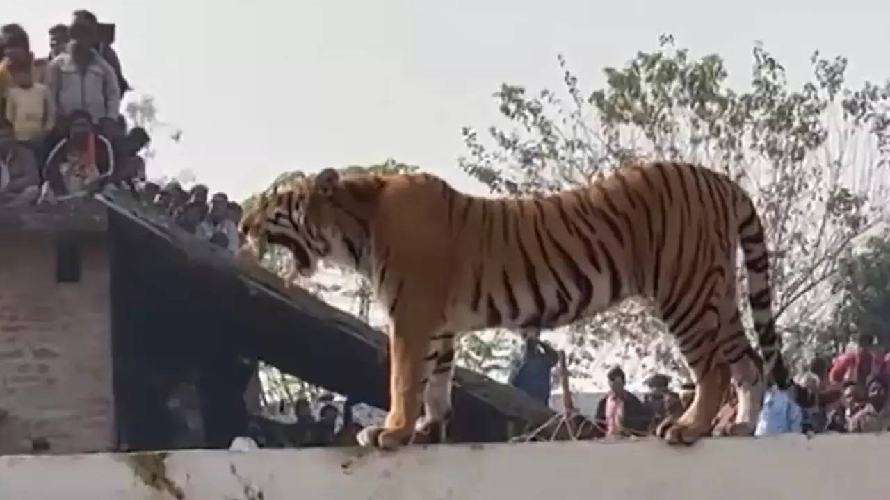 Tiger Enter in Atkona Village Siting On Farmers House Wall In Pilibhit Uttar Pradesh