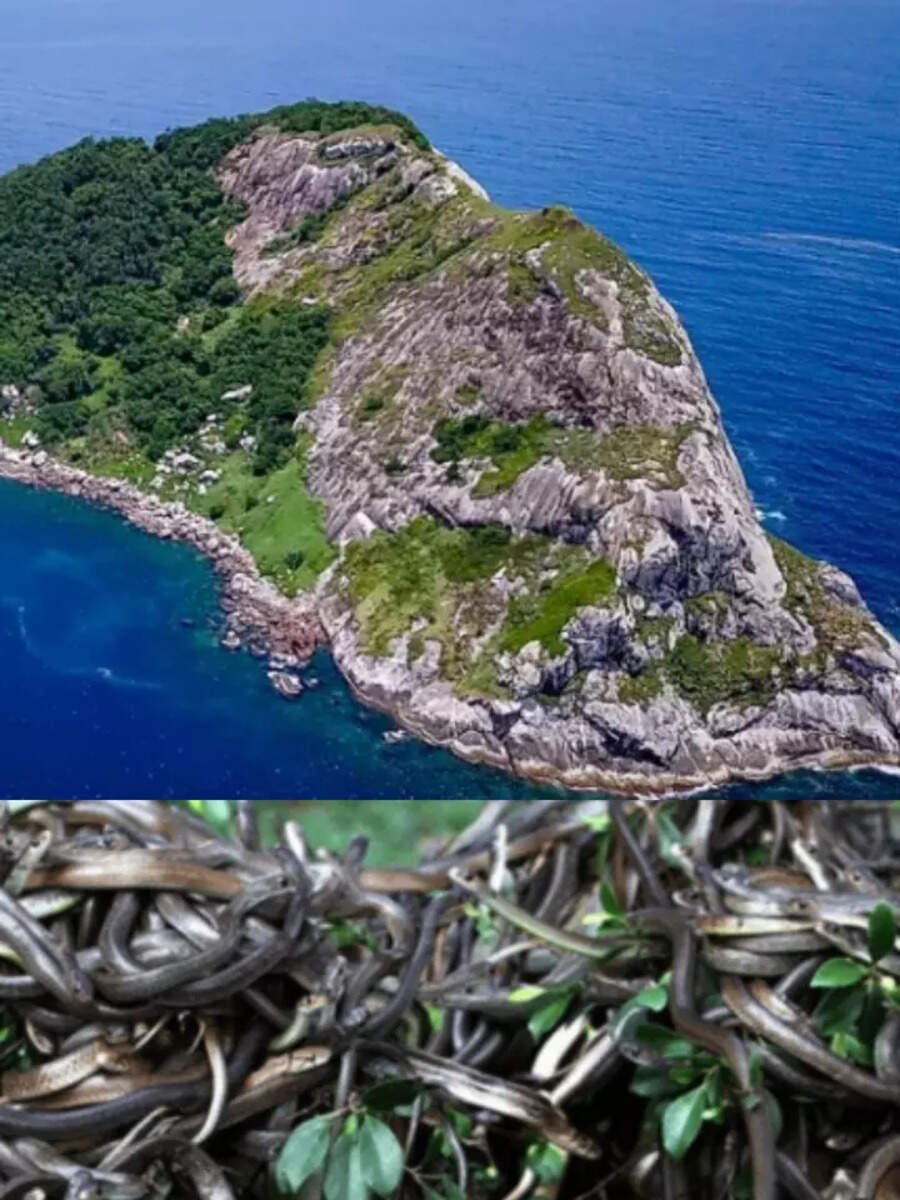 दुनिया की सबसे खतरनाक जगह, कोई जिंदा बचकर नहीं आ सकता Snake Island most dangerous places on
