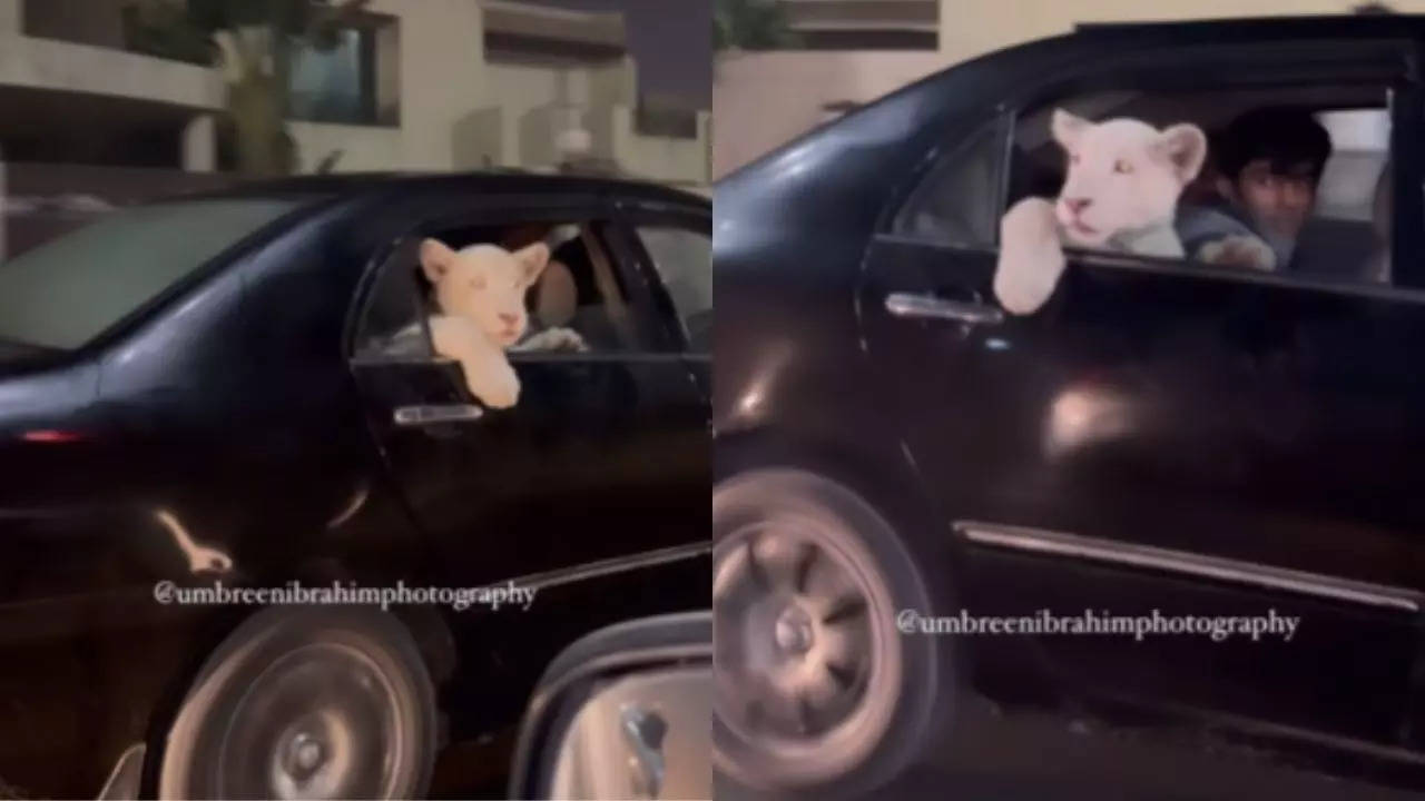 Lion Sitting in Car Viral Video