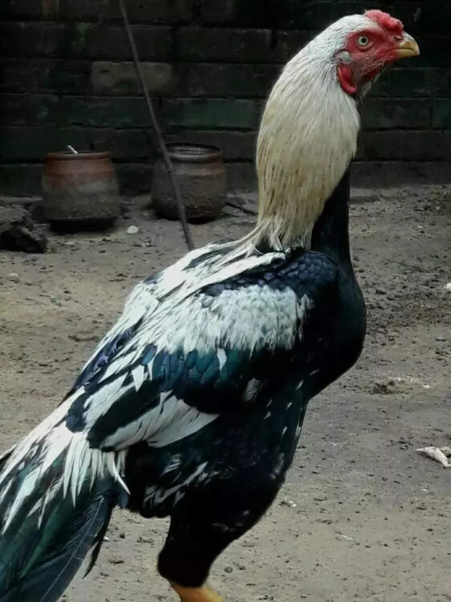 most expensive egg in india from asil hen know the price in marathi या जातीच्या कोंबडीच्या