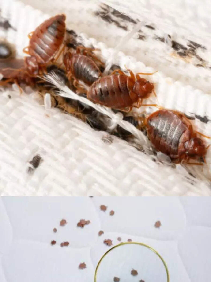 How to drive away bedbugs from home know the best hacks Times Now