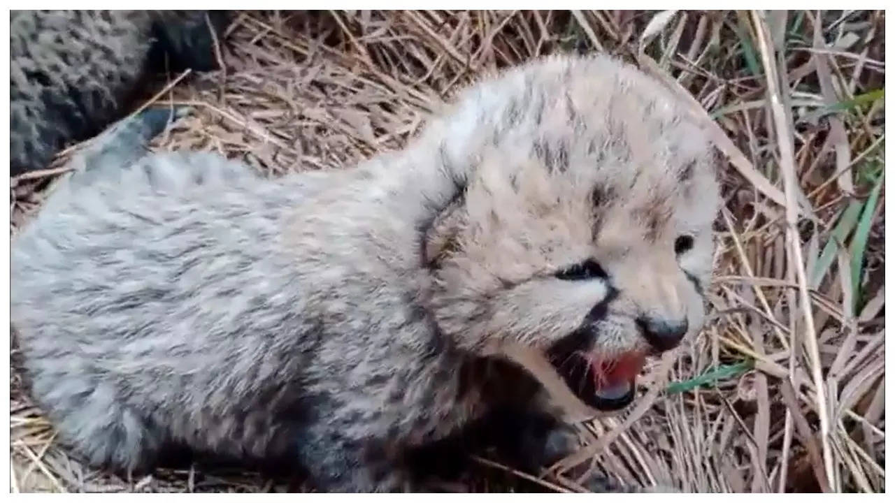 Female cheetah Asha gave birth to three cubs