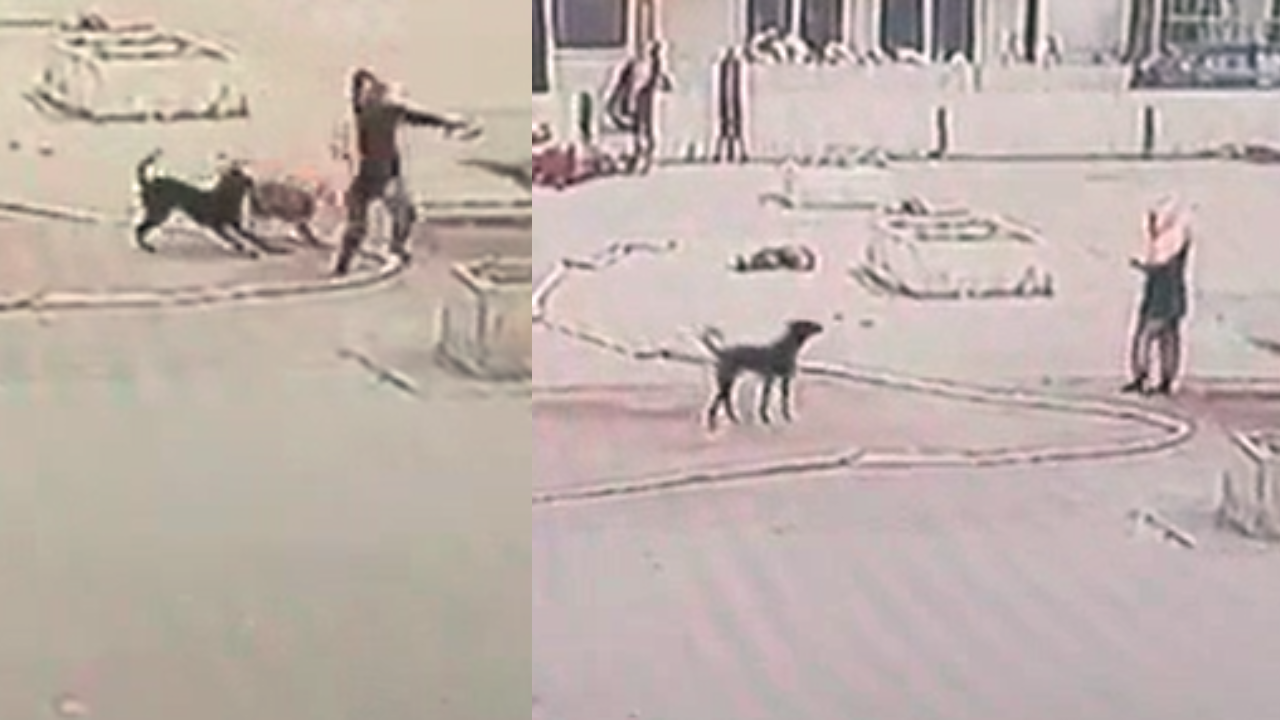 Dog Attacked on Woman