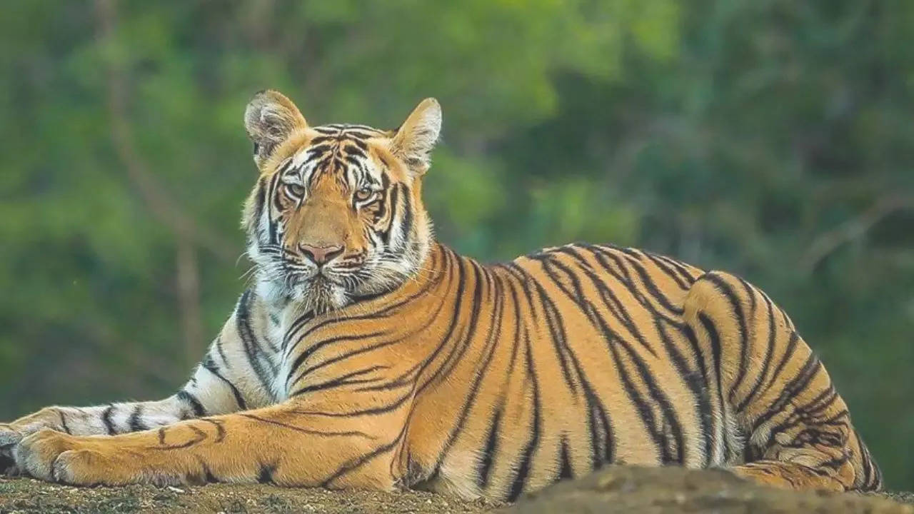 Royal Bangal Tiger