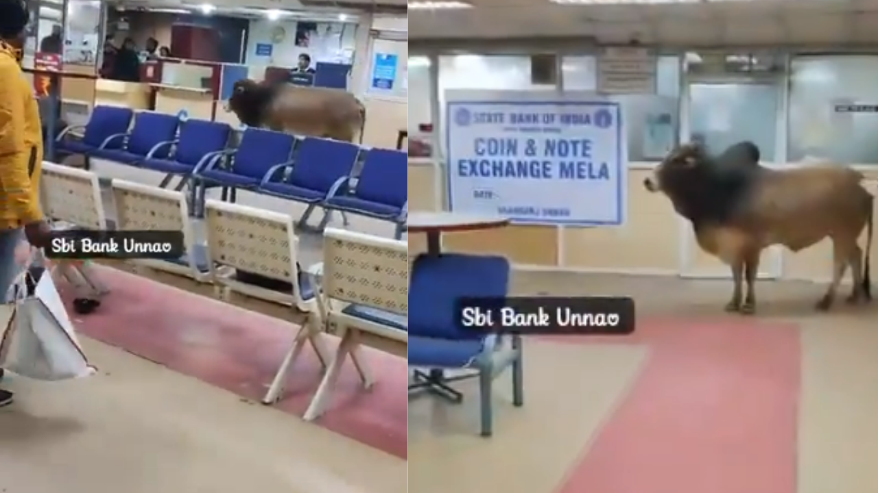 Bull Viral Video