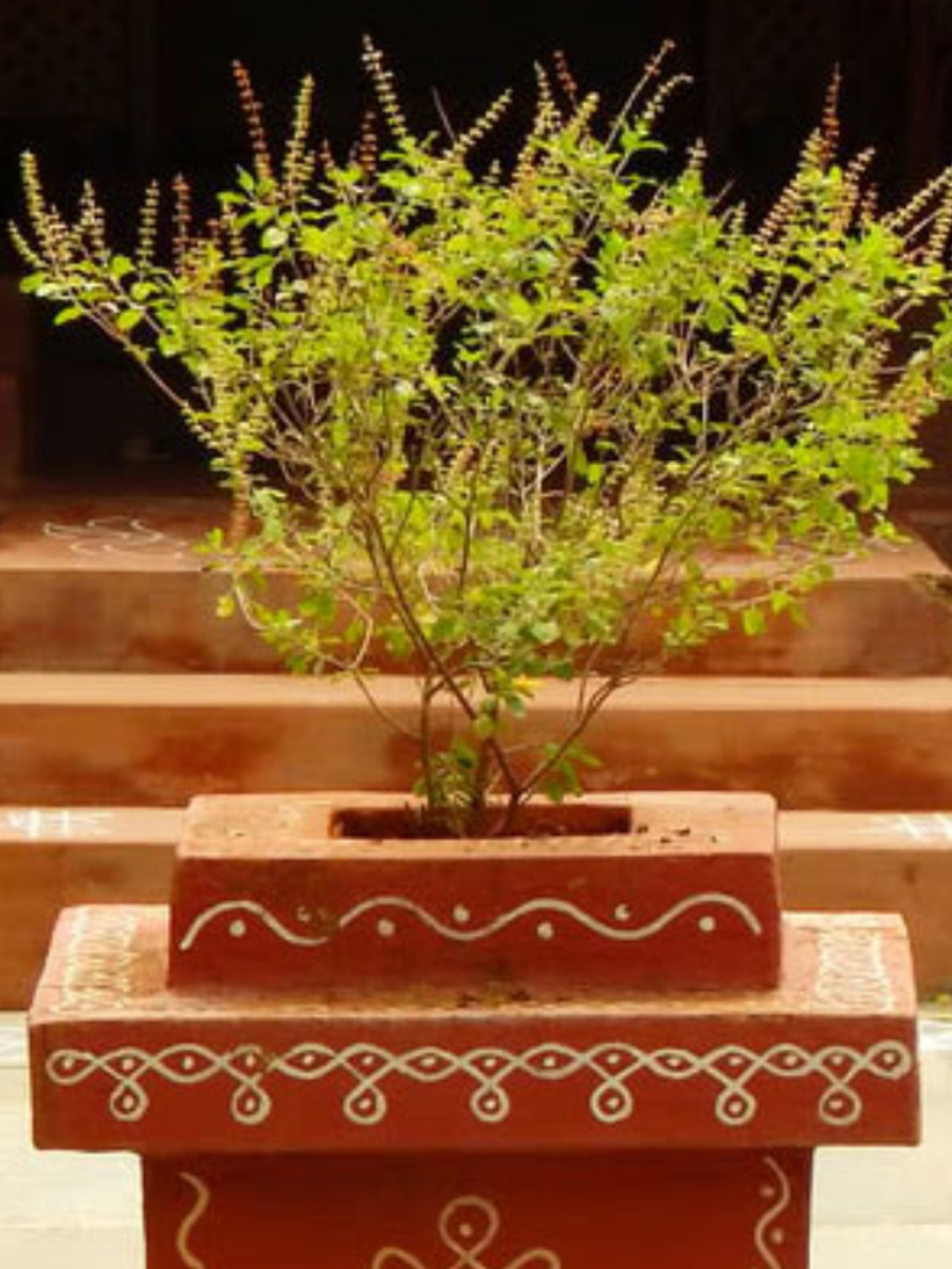 tips for tulsi what happens when offering turmeric to tulsi plant know