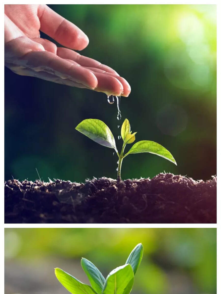 10 Slowest Growing Plants on Earth Have You Know The Name ये हैं धरती