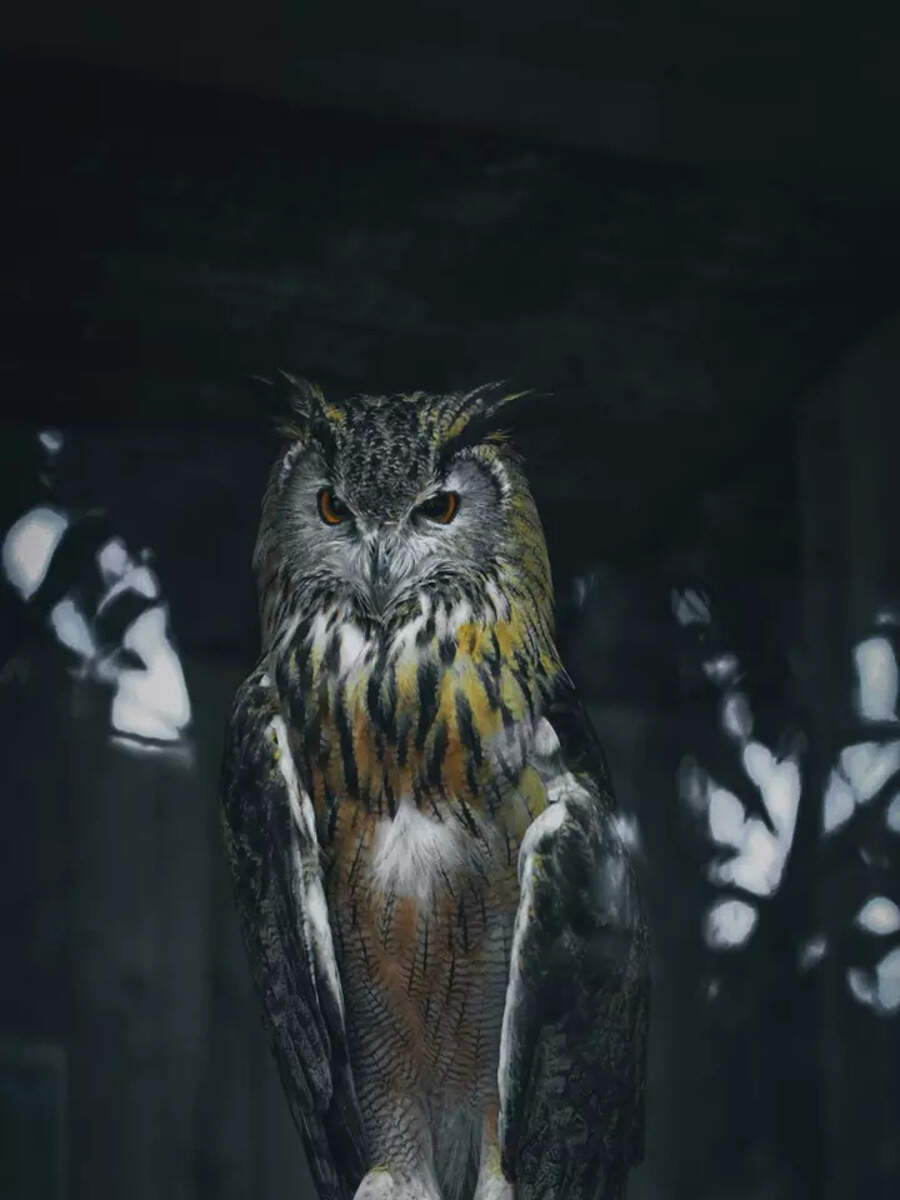 रात्री घुबड दिसणे शुभ की अशुभ? वाचा काय सांगते ज्योतिषशास्त्र seeing