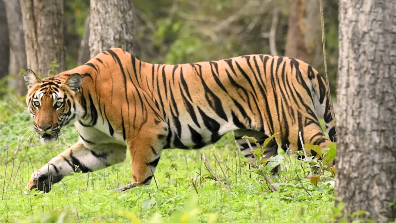 Bijnor Tiger AttacK