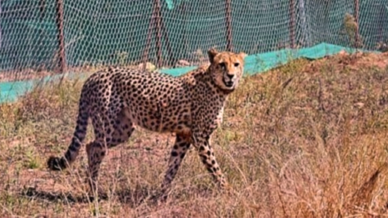 Namibian Cheetah Shaurya Died