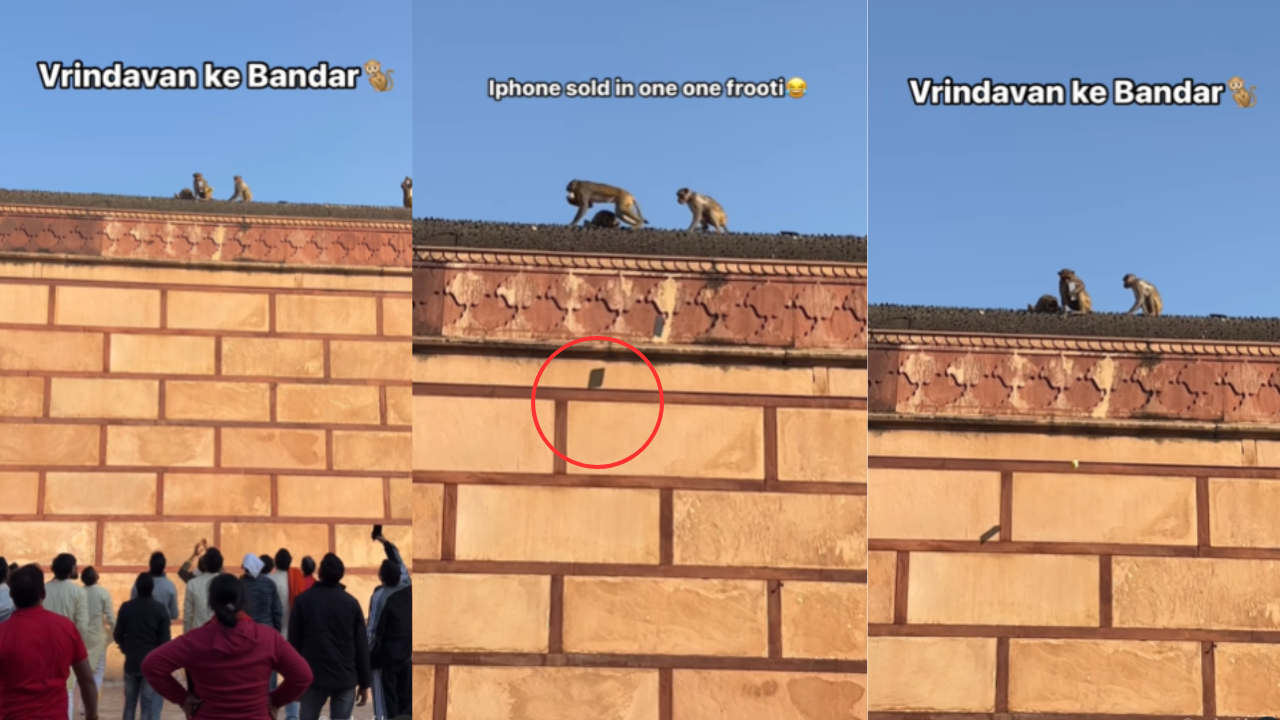 Monkey Stealing iPhone Vrindavan 