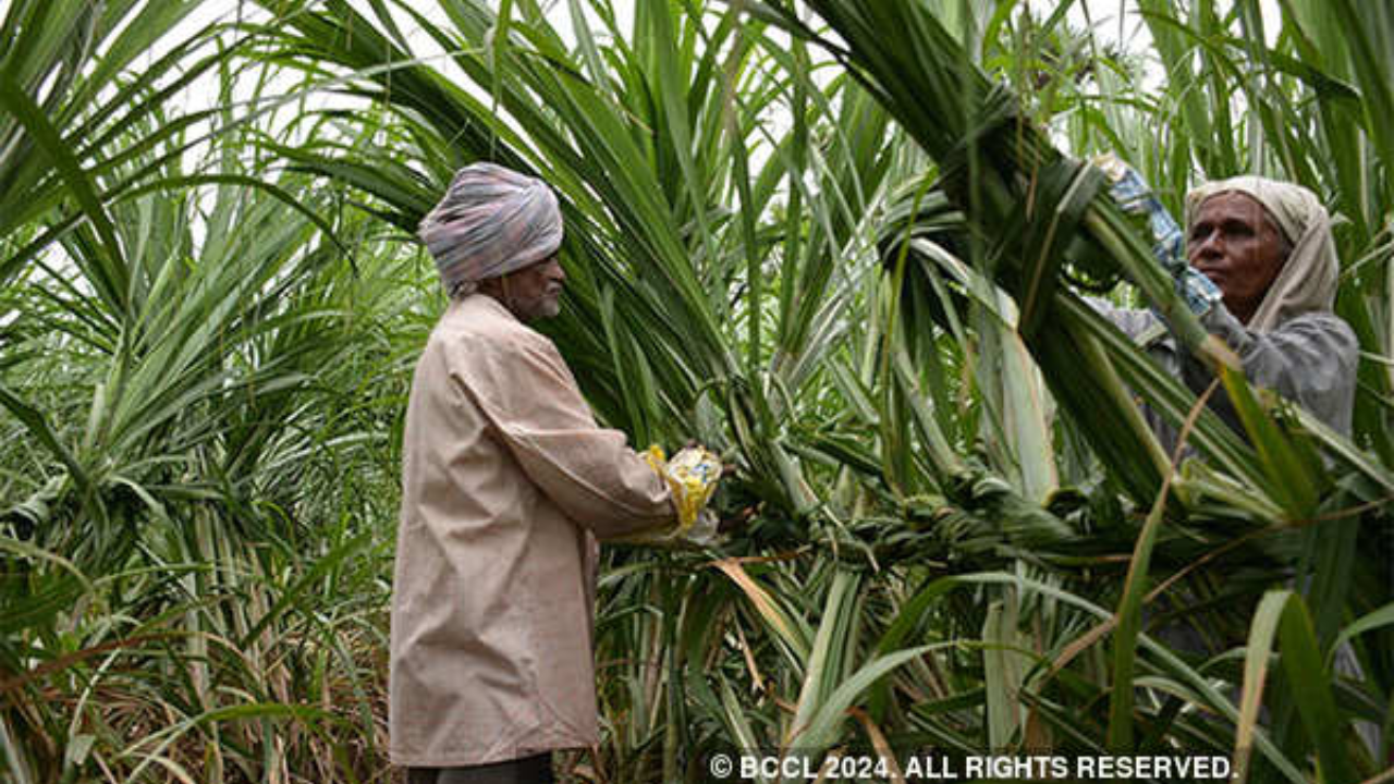 UP SUGAR CANE PRICE