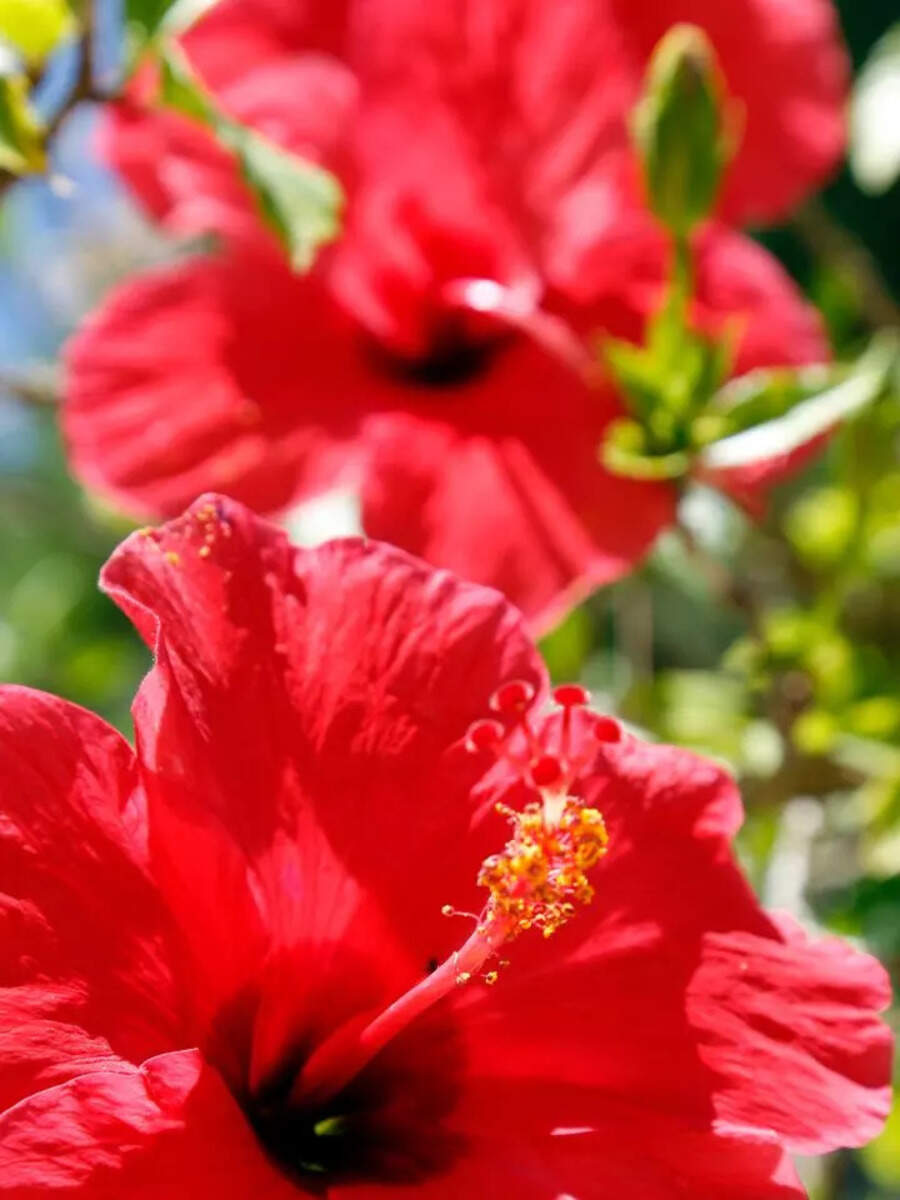 How To Use Hibiscus Flower For Long Hair Lambe Baal Badhane Ke Liye