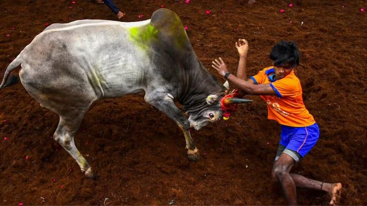 Jalikattu