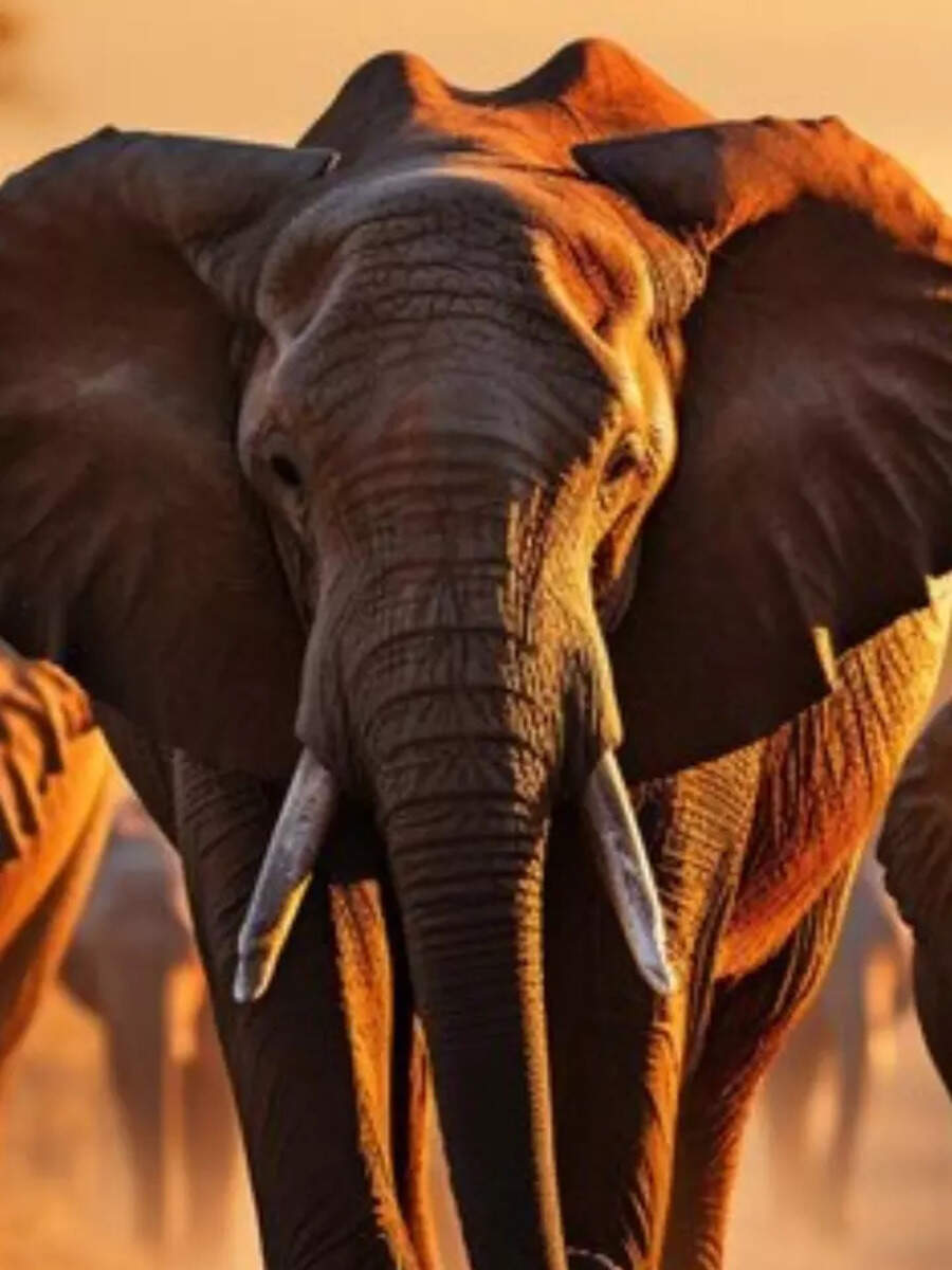 Elephant Population in 2023 Most Elephants Live In These 10 Countries