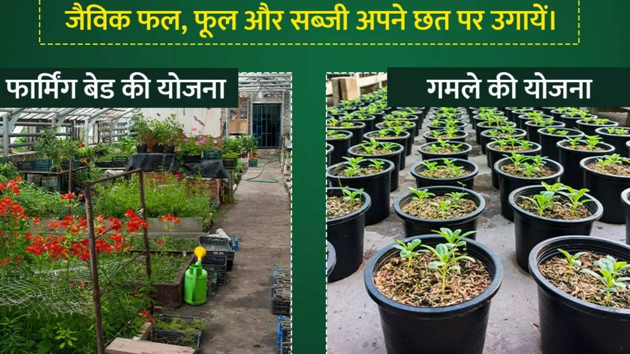 bihar government terrace farming scheme