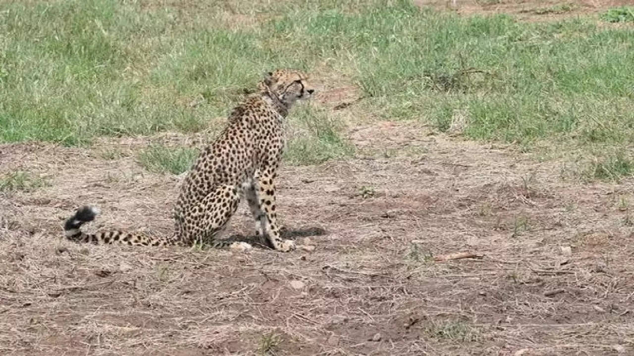 Cheetah in Kuno