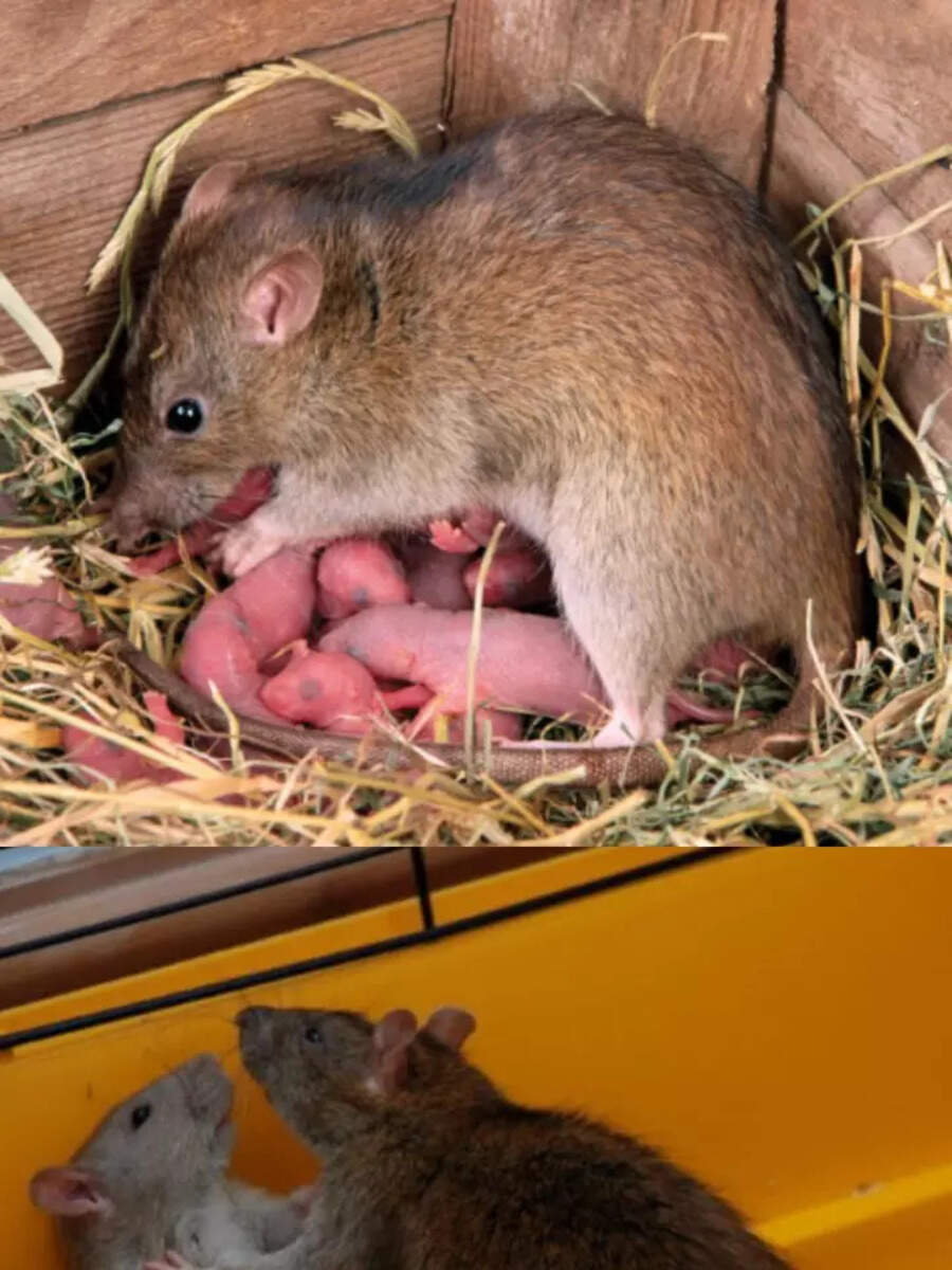 कितने दिन में जन्म लेता है चूहा, नहीं जानते होंगे जवाब What is the Gestation period of Rat Know