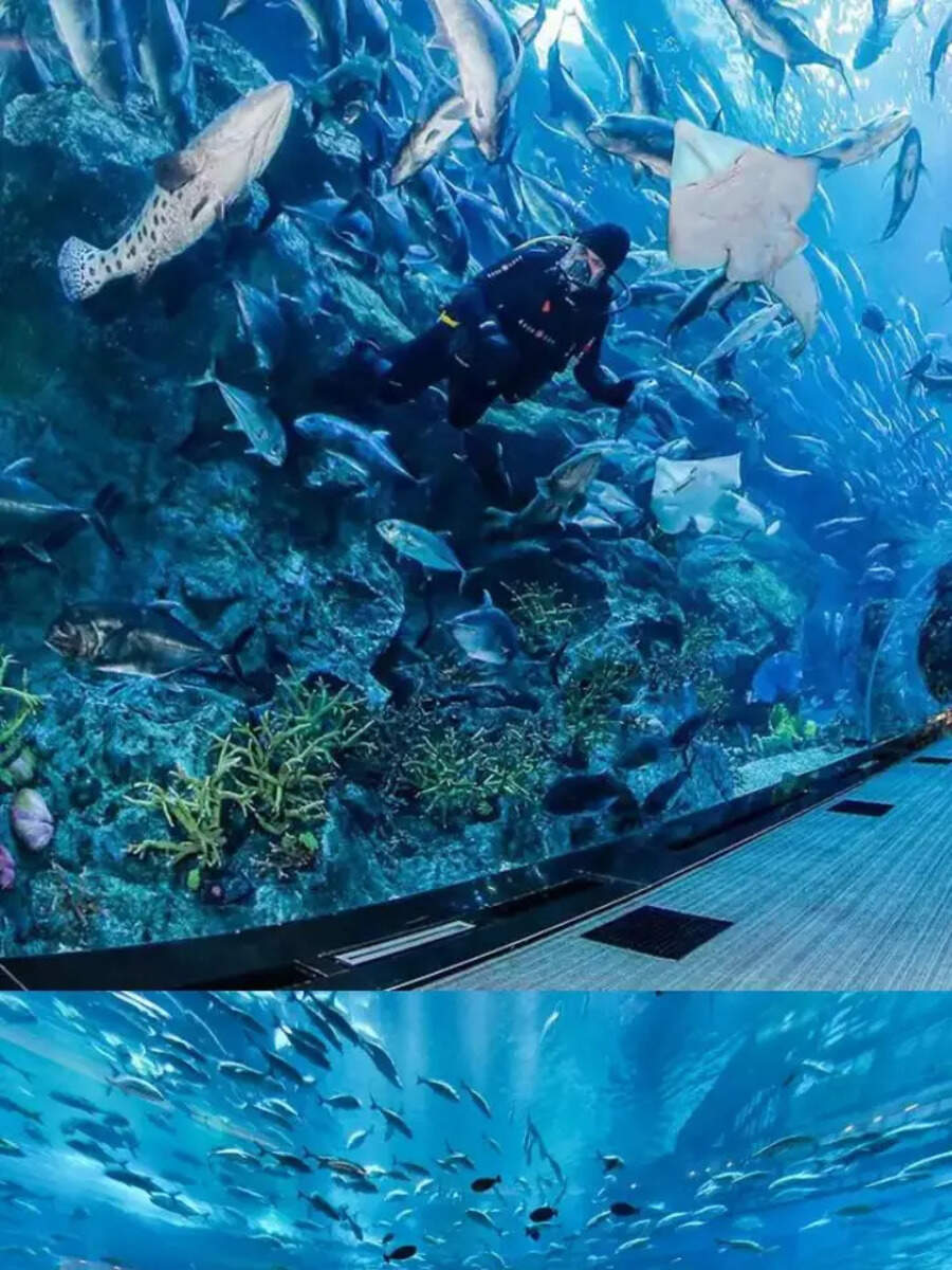 The Dubai Aquarium & Underwater Zoo Timings, The Dubai Aquarium