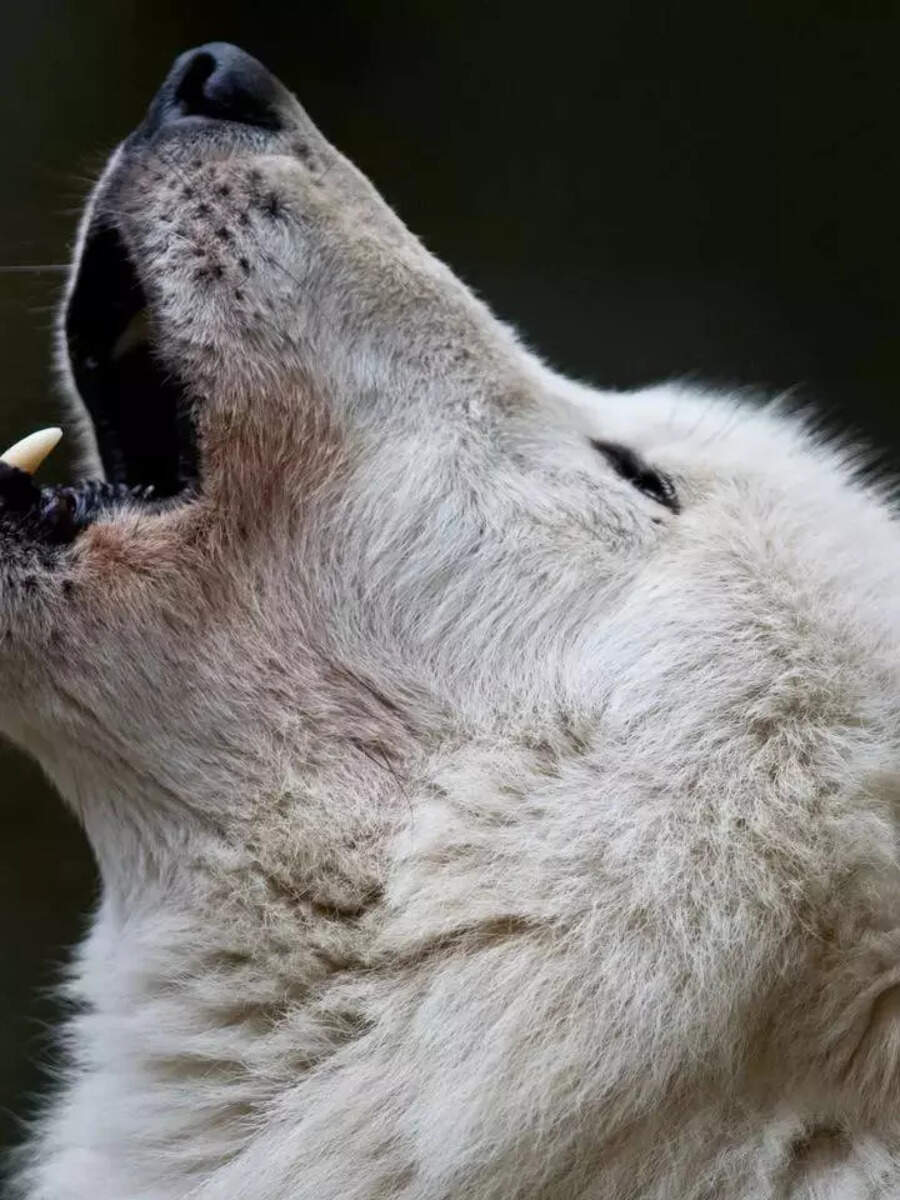 thats why humans couldnt make the wolf as a pet लांडगा पाळीव प्राणी