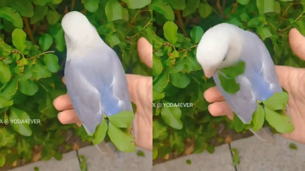 Bird Nest Making Process 