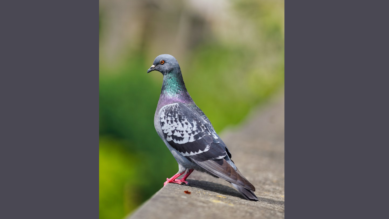 pigeon