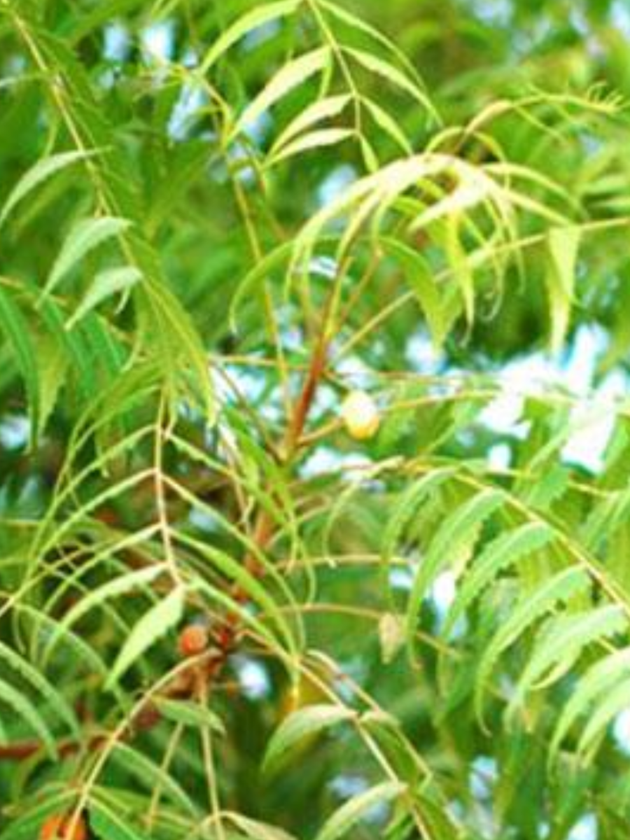 astrology tips for neem which gods and goddesses stay in neem tree कडुलिंबाच्या झाडात कोणत्या