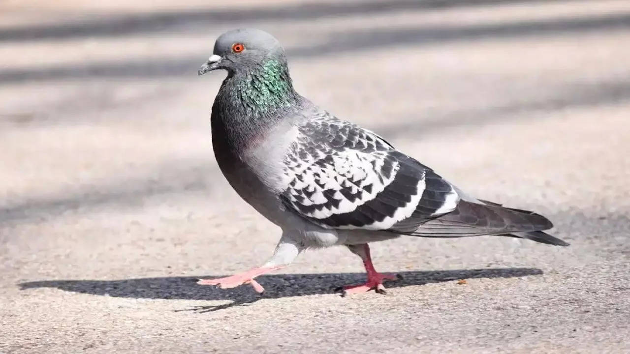 Pigeon