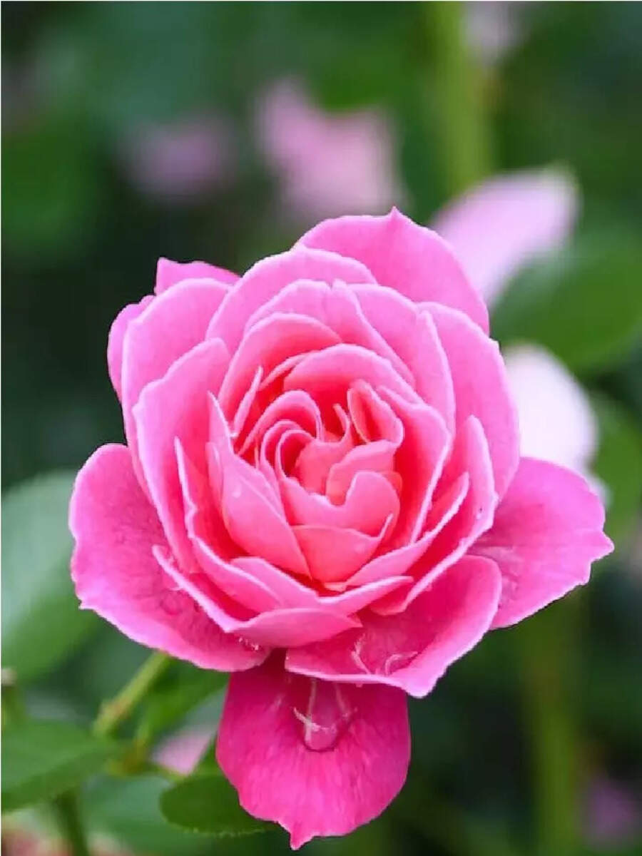 rose day 2024 know the information about which is the worlds most