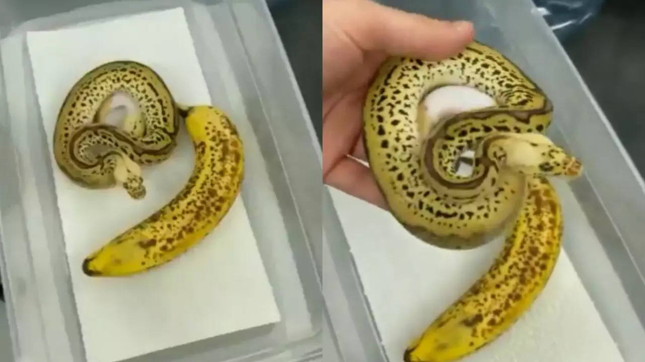 Ball Python Viral Video