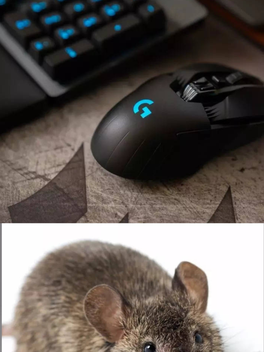 why-is-a-computer-mouse-called-a-mouse-marathi-information