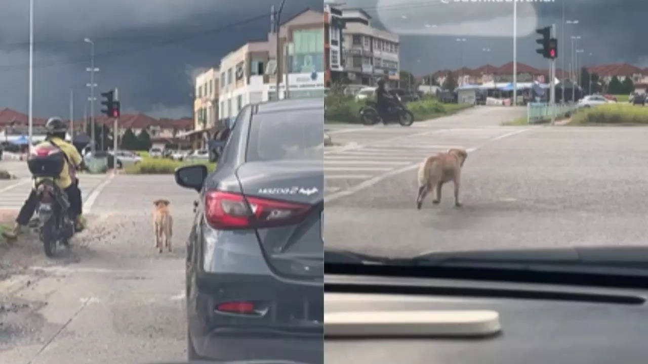 Dog Followed Traffic Signal