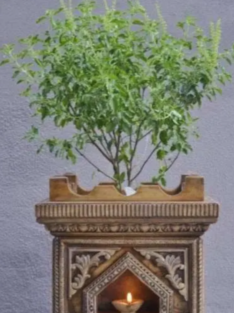 which oil lamp should be light near tulsi know astro tips jyotish upay