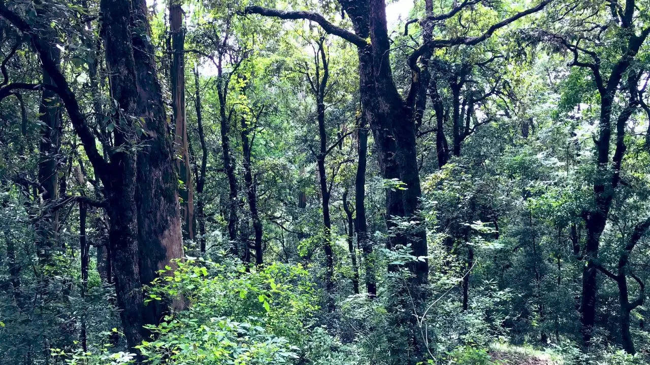 uttarkhand trees