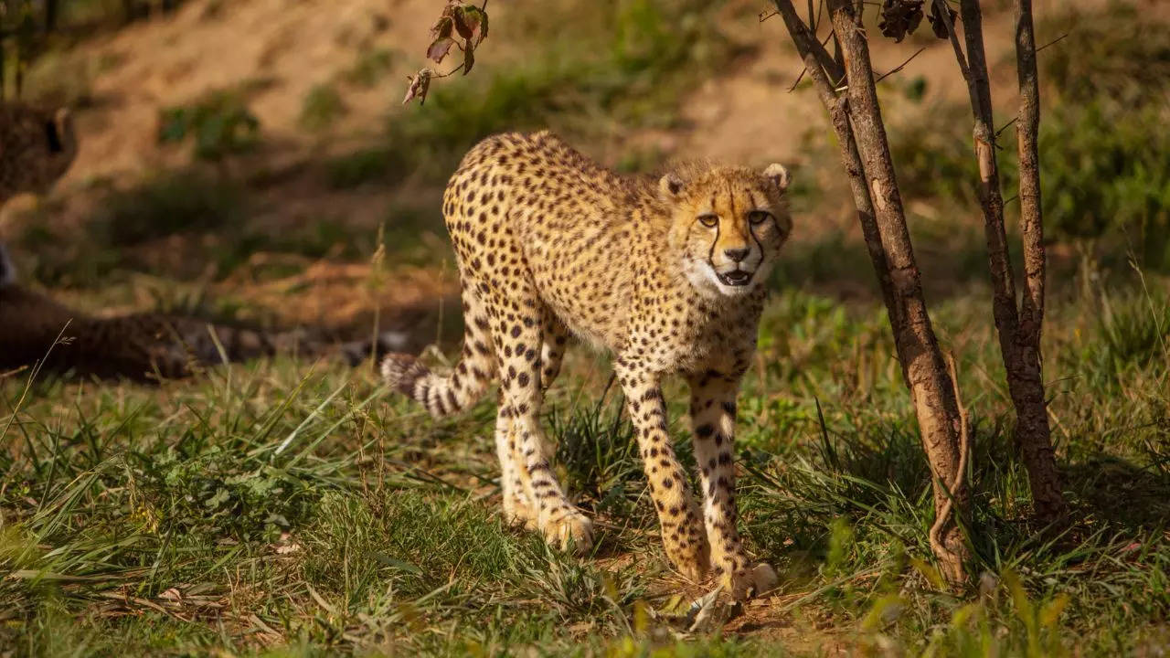 leopard cub Seen in fields of Agra