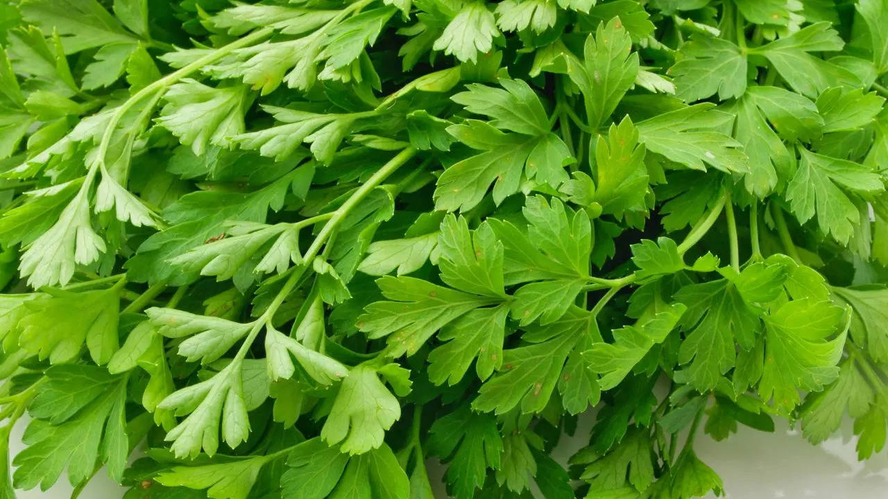 how to keep coriander leaves fresh