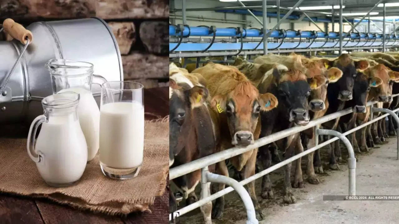 Milk MSP, Sukhwinder Singh Sukhu, Himachal Budget, MSP Cow Milk, Himachal News