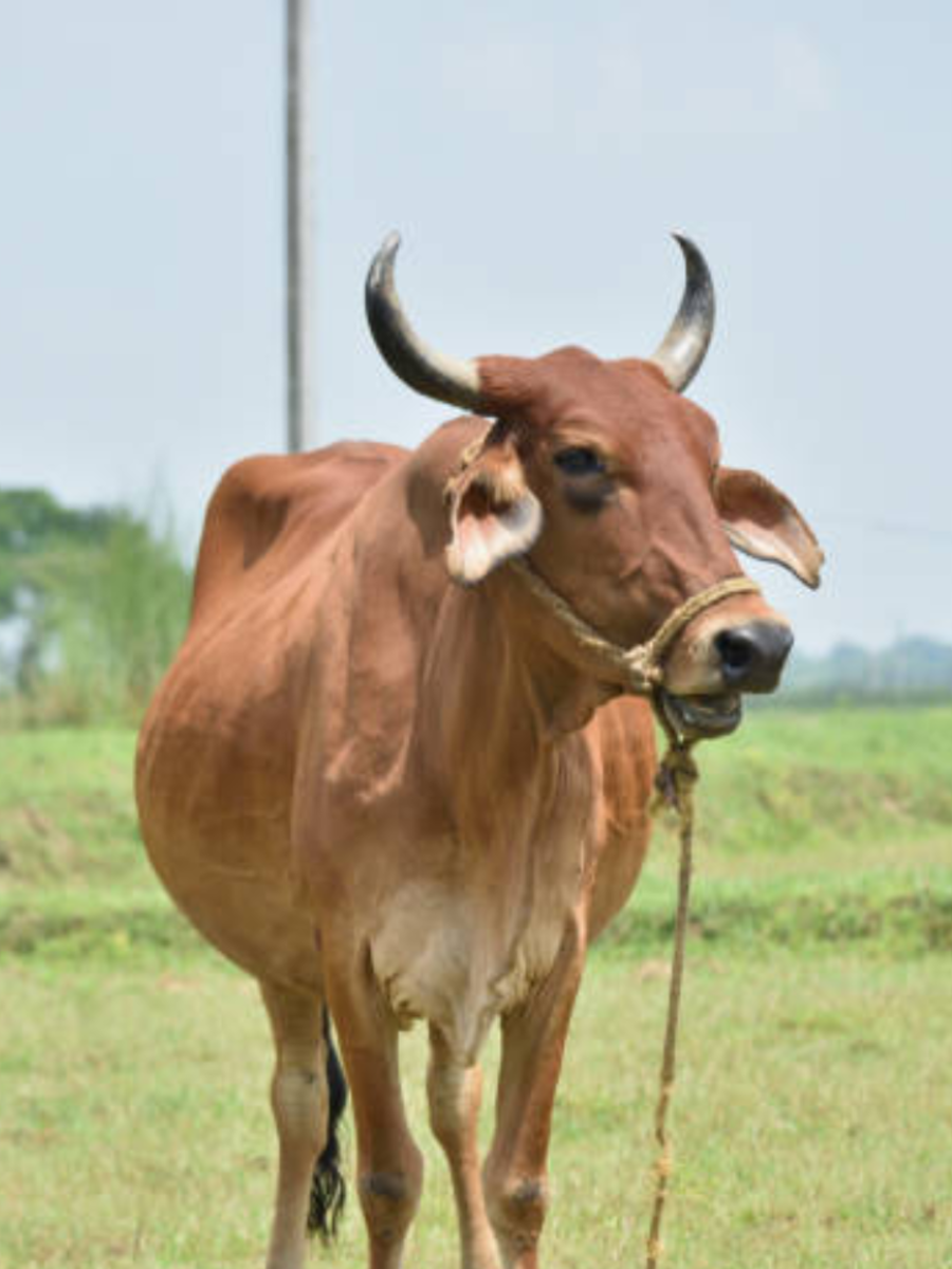 what-is-cow-called-in-sanskrit