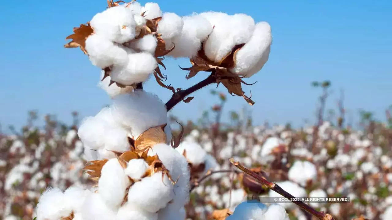 cotton import duty Rebate