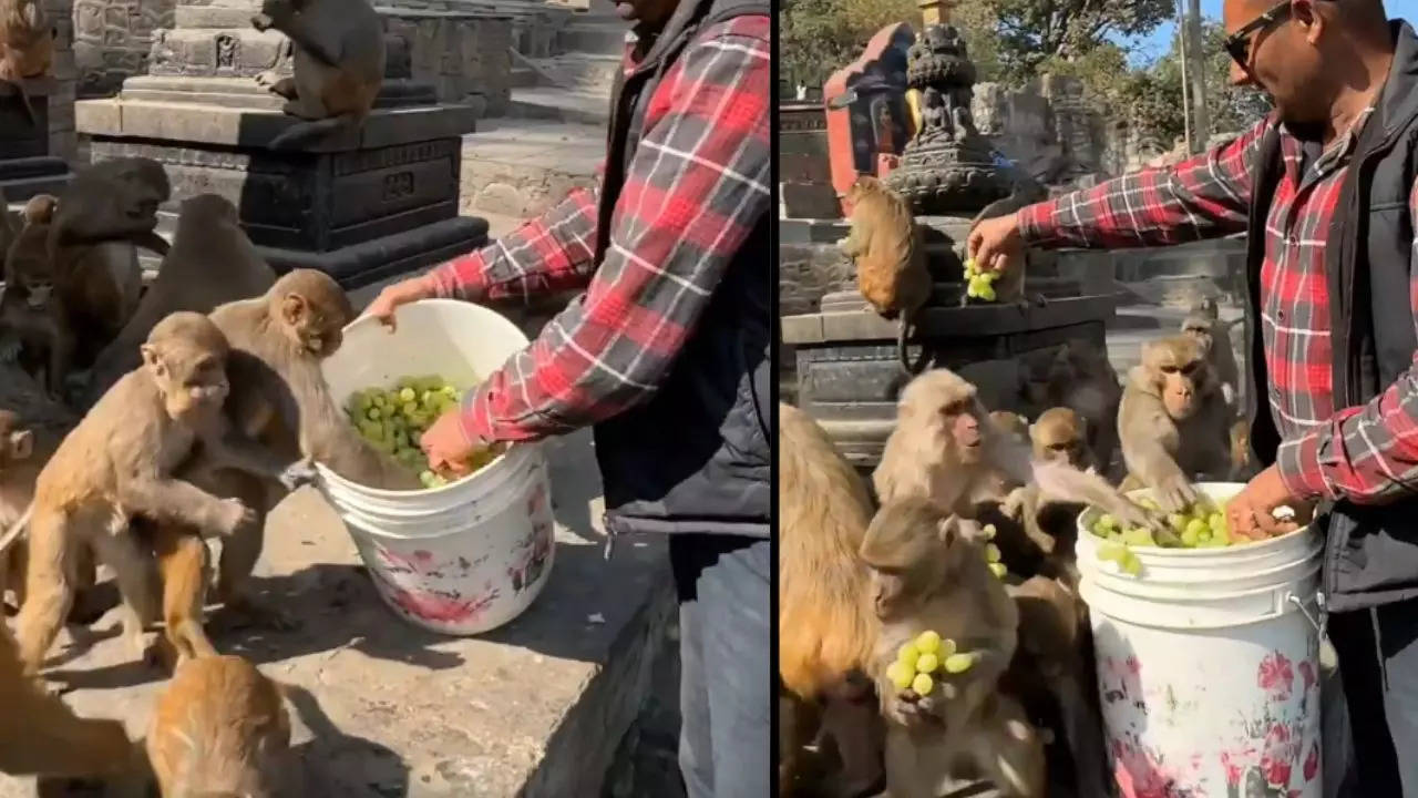 monkey grape party