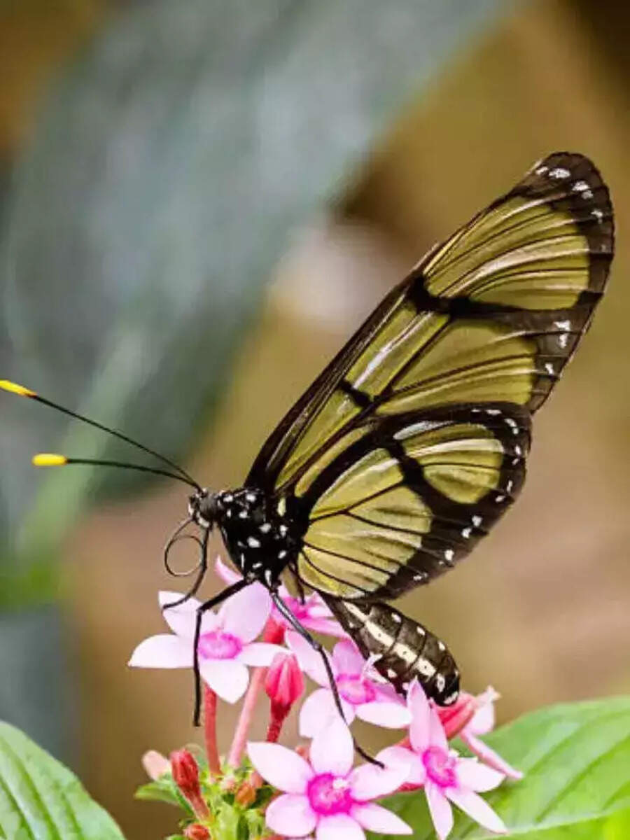 what is average lifespan of butterfly know in marathi फुलपाखरू किती