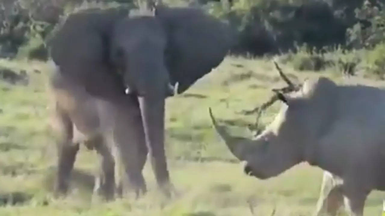 elephant vs rhino