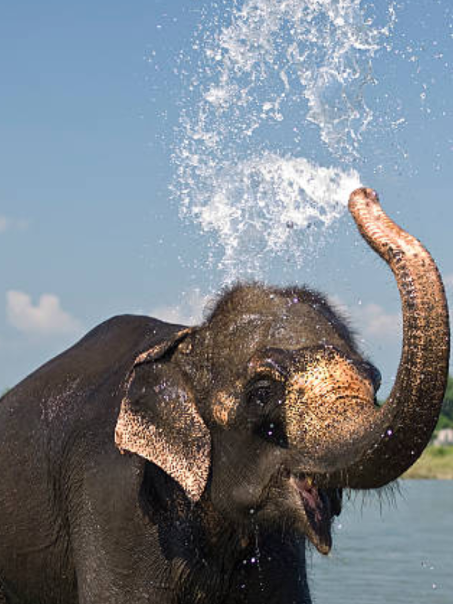 how-much-water-can-an-elephant-hold-in-its-trunk-know-shocking-answer