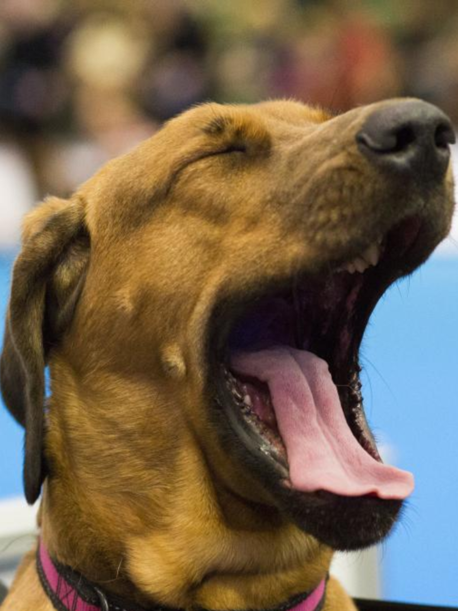 What is dog yawn called in Urdu shocking answer is here कुत्‍ते की