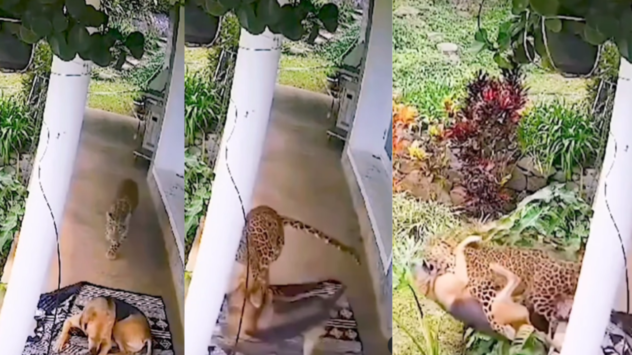 leopard attack video