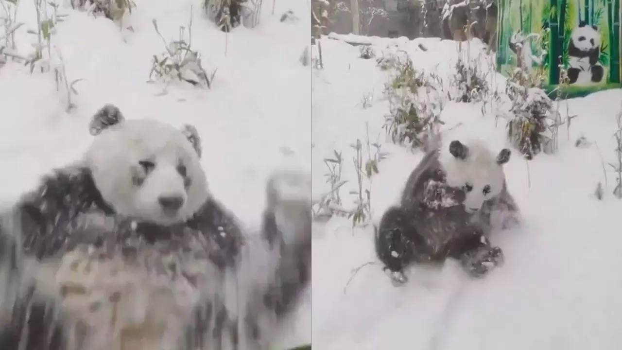 Panda in Snow