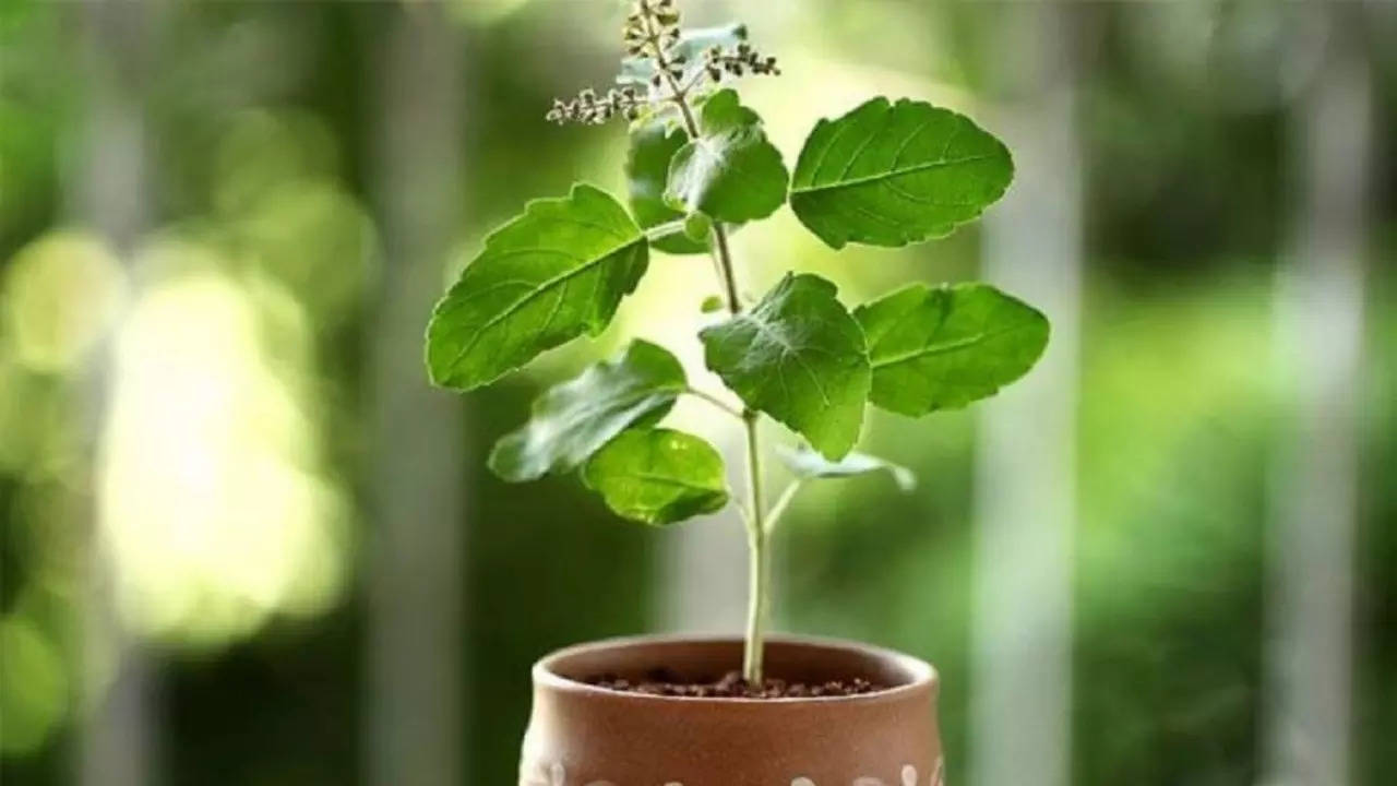 Tulsi Plant Care Tips