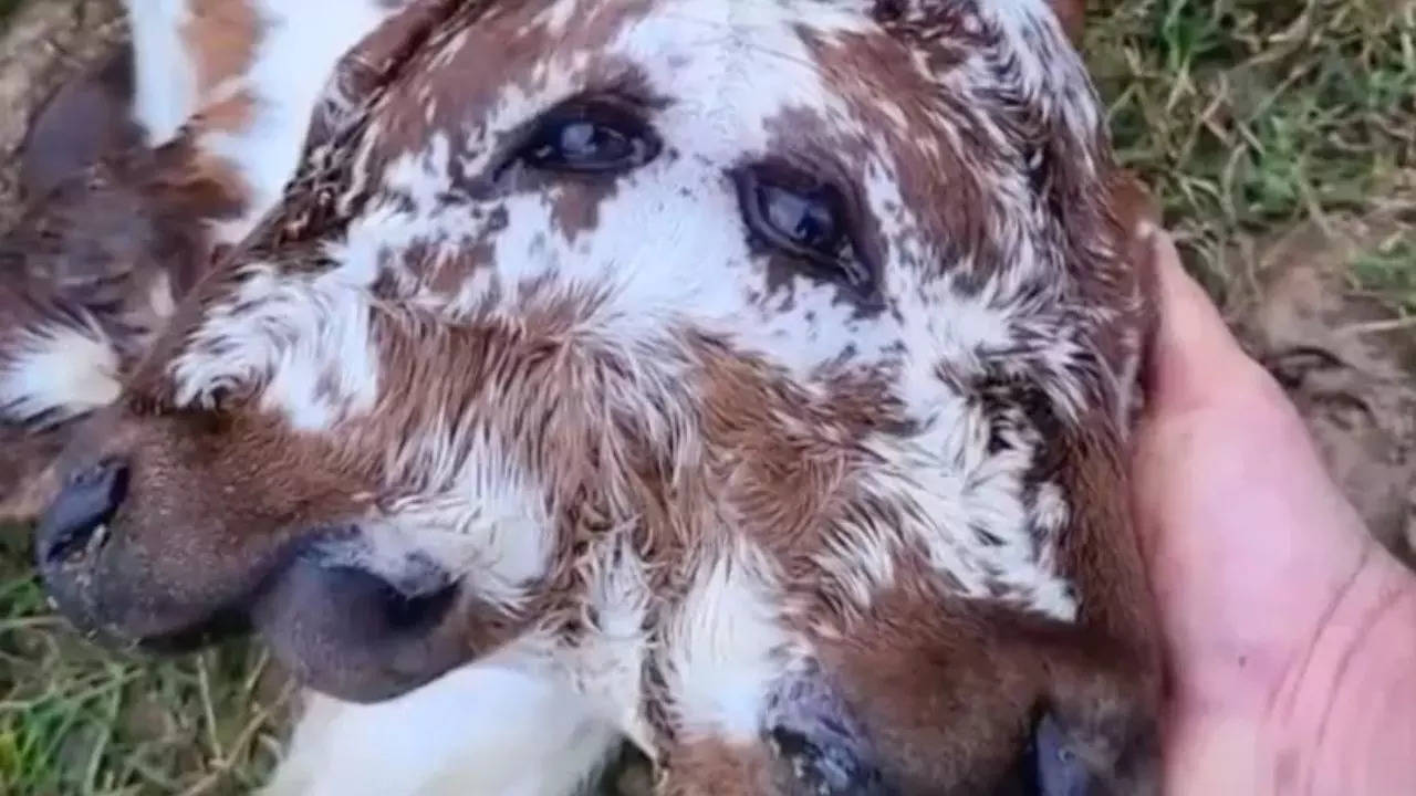 Two Faced Calf Viral Video